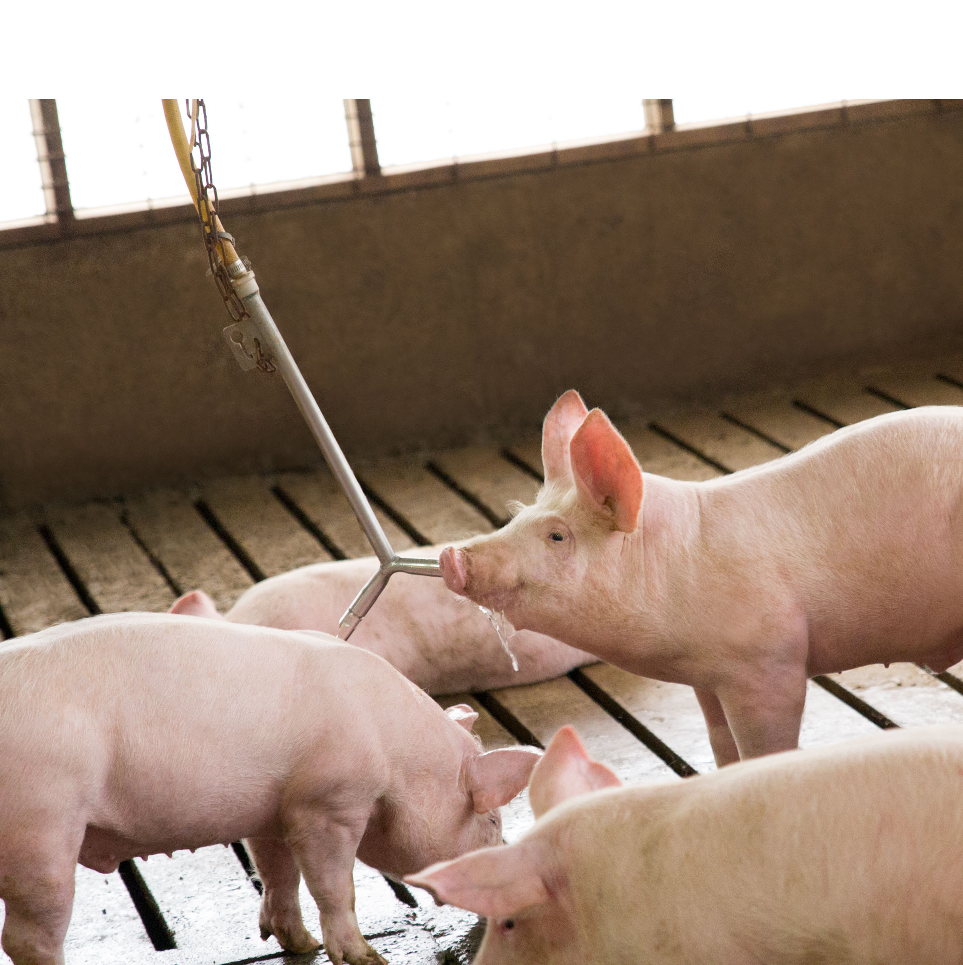 PigDrinking0400c Pharmgate Animal Health